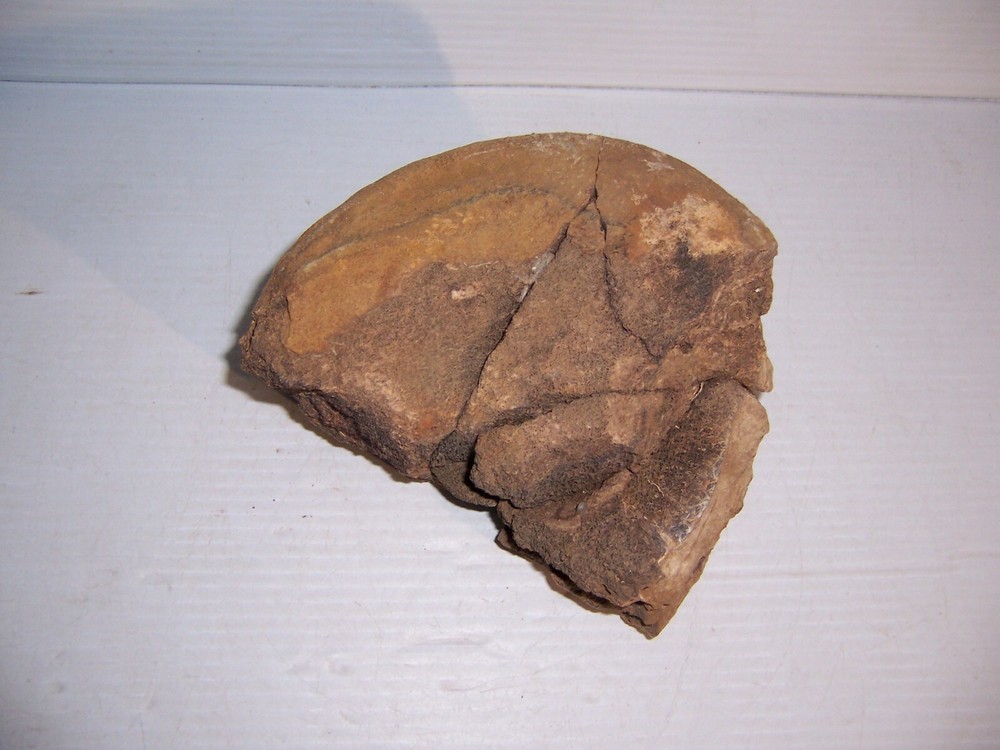 Fossil Bone Dinosaur Vertebrae 7" x 5" x 4 1/4"