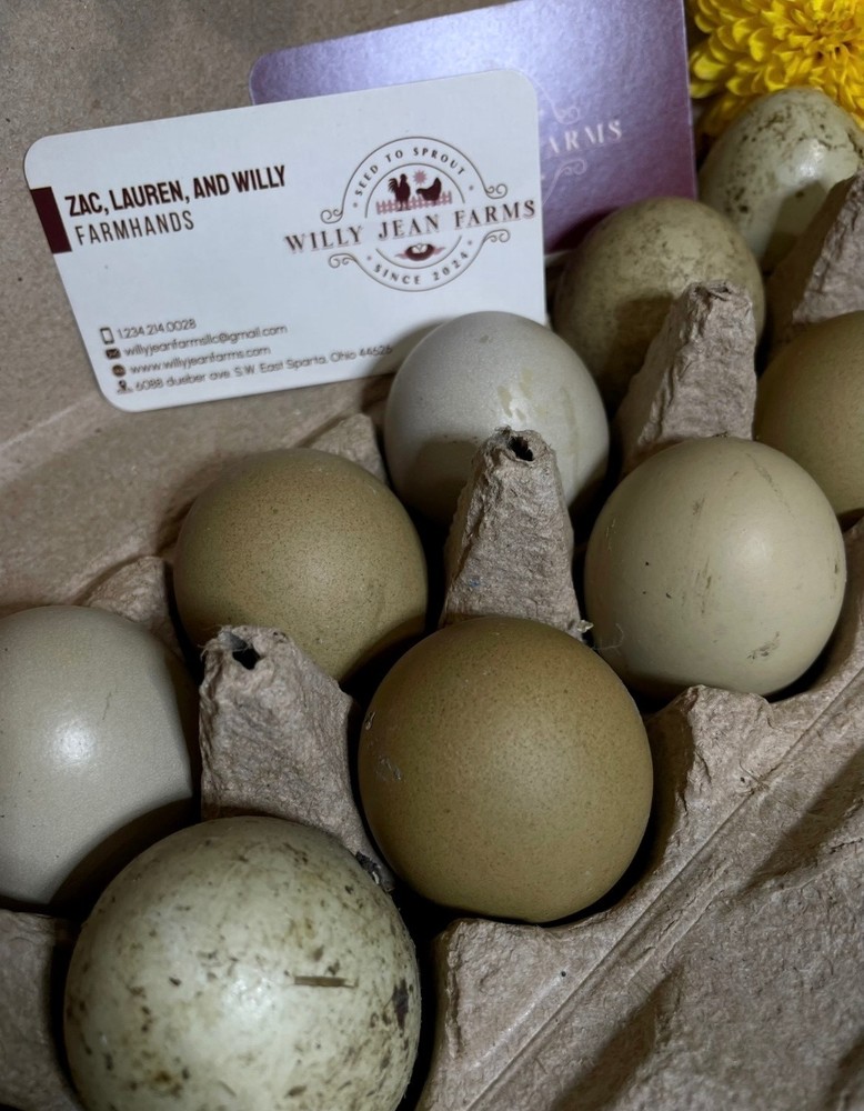 12 Fertile Olive Egger Hatching Chicken Eggs