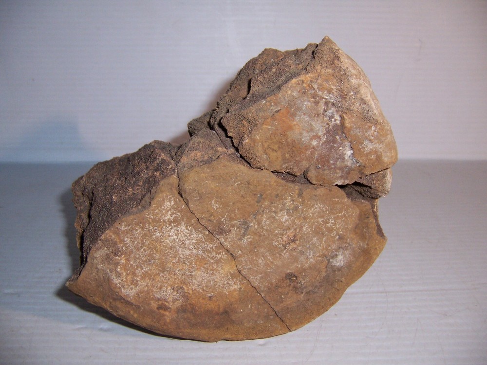 Fossil Bone Dinosaur Vertebrae 7" x 5" x 4 1/4"