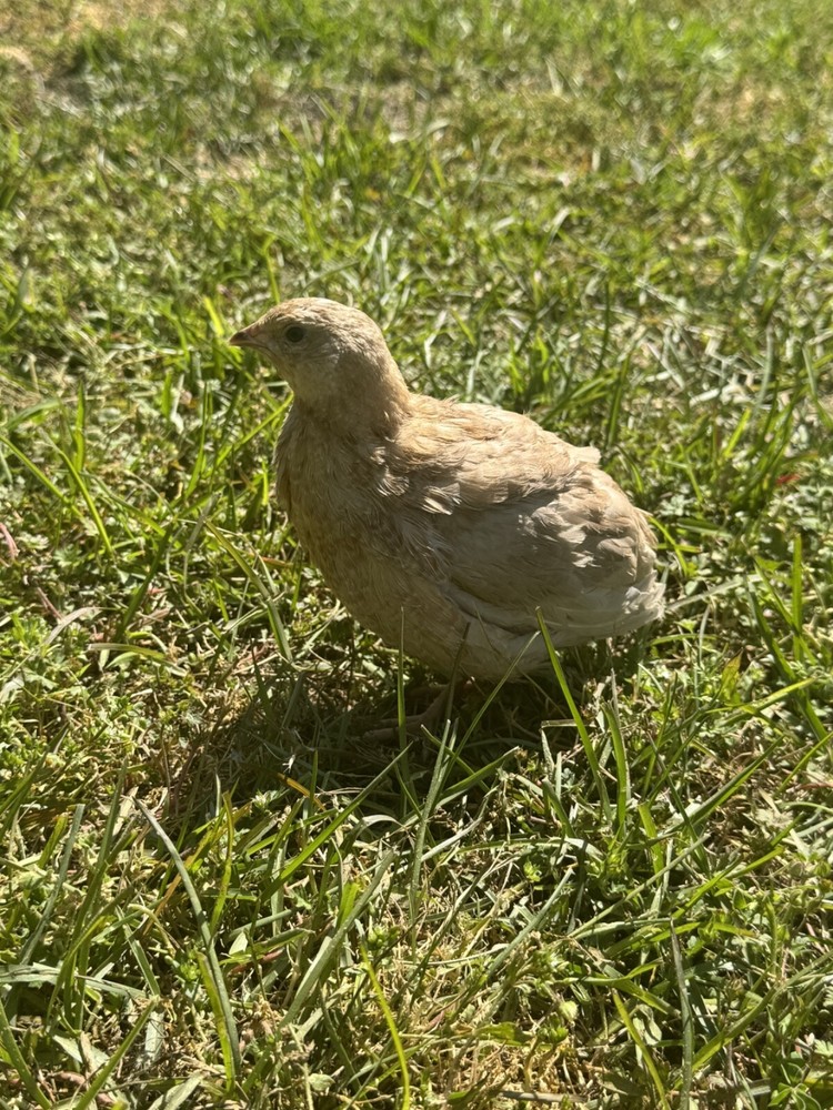 15+ RARE Celadon Coturnix Quail Hatching Eggs NPIP AI Free