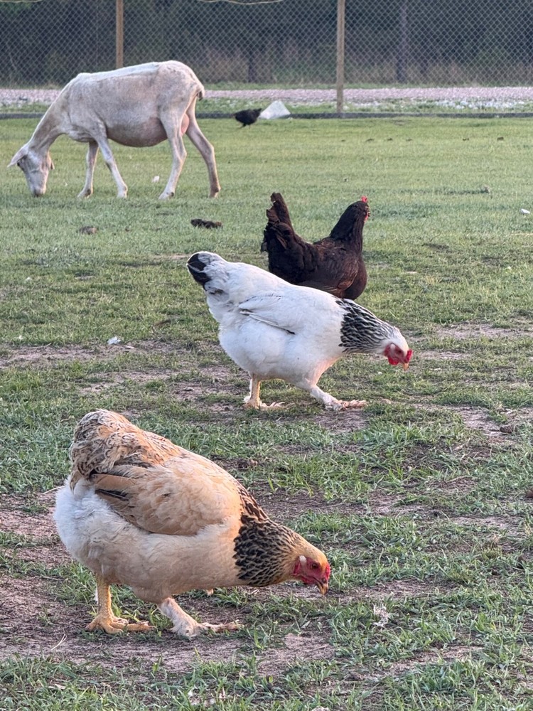 12 Mix Hatching Eggs (Rare Breeds)