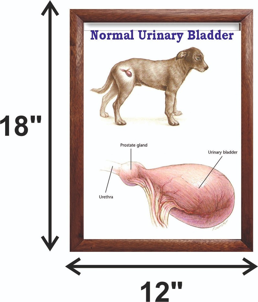 Normal Urinary Bladder Chart 12x18 inches