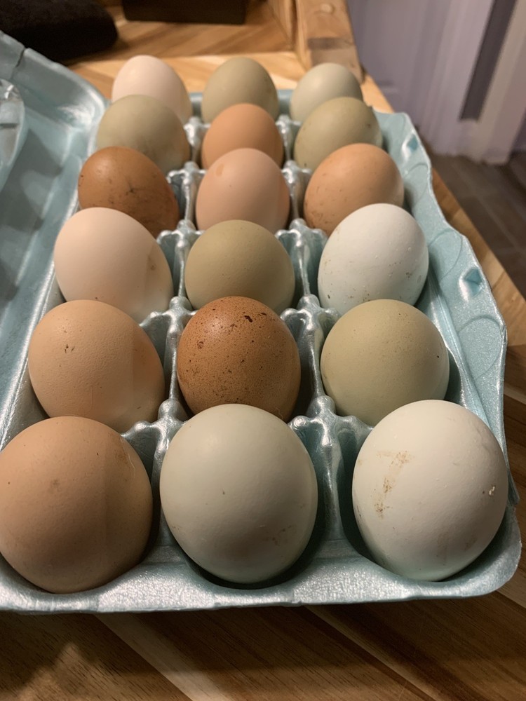 Easter Egg 12+ Hatching Eggs possible fancy feet