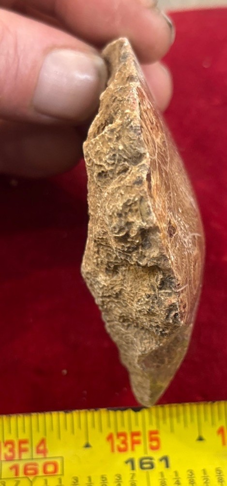 Petrified Coral End Polished