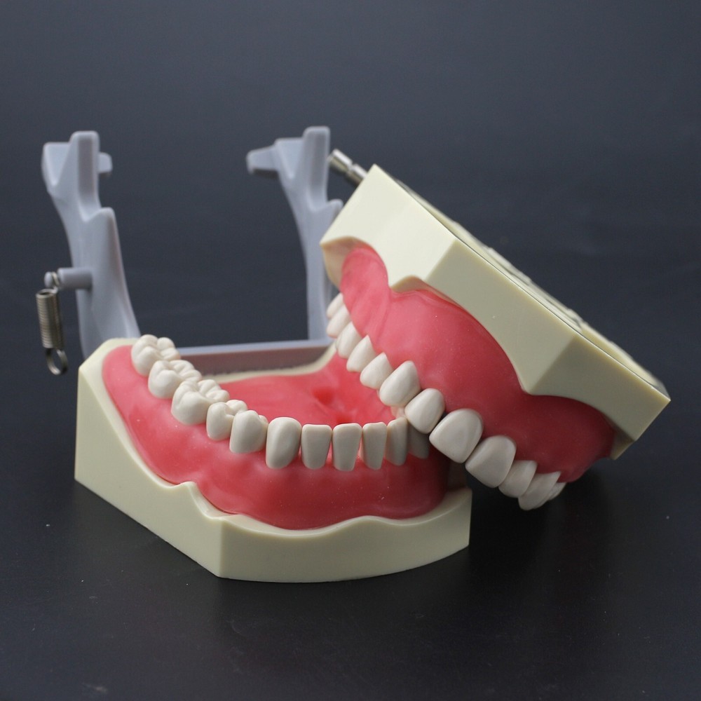 Dental Typodont Teeth Model Columbia 860 32 Removable Teeth Training Dentoform