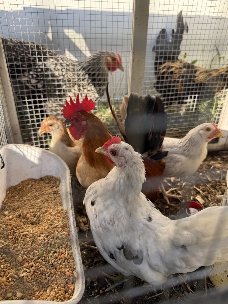 6++ Serama Chicken Hatching Eggs