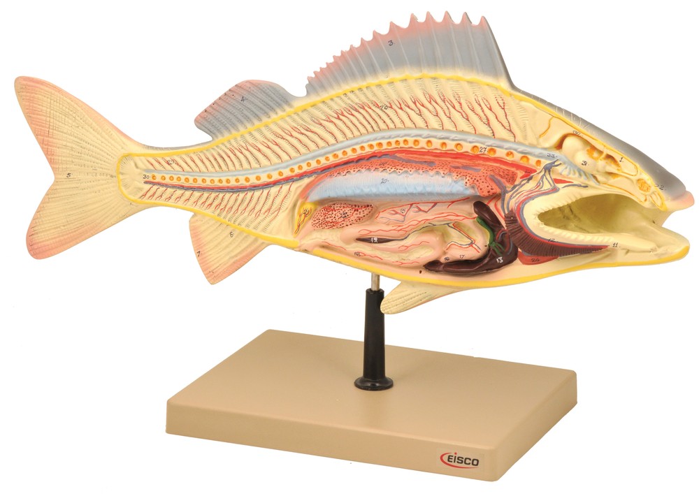 Eisco Labs Fish Dissection Model (Perch) - 19.5 Inches Long