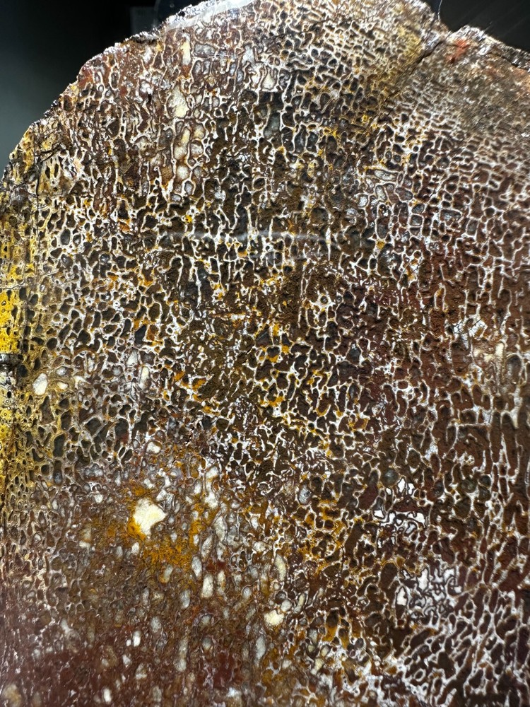 Dinosaur bone rough **hxtled slab.