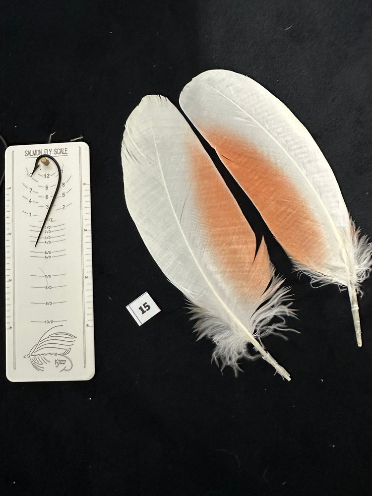 Parrot feathers for Salmon flies