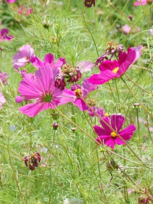 Honey Bee Seed Mix