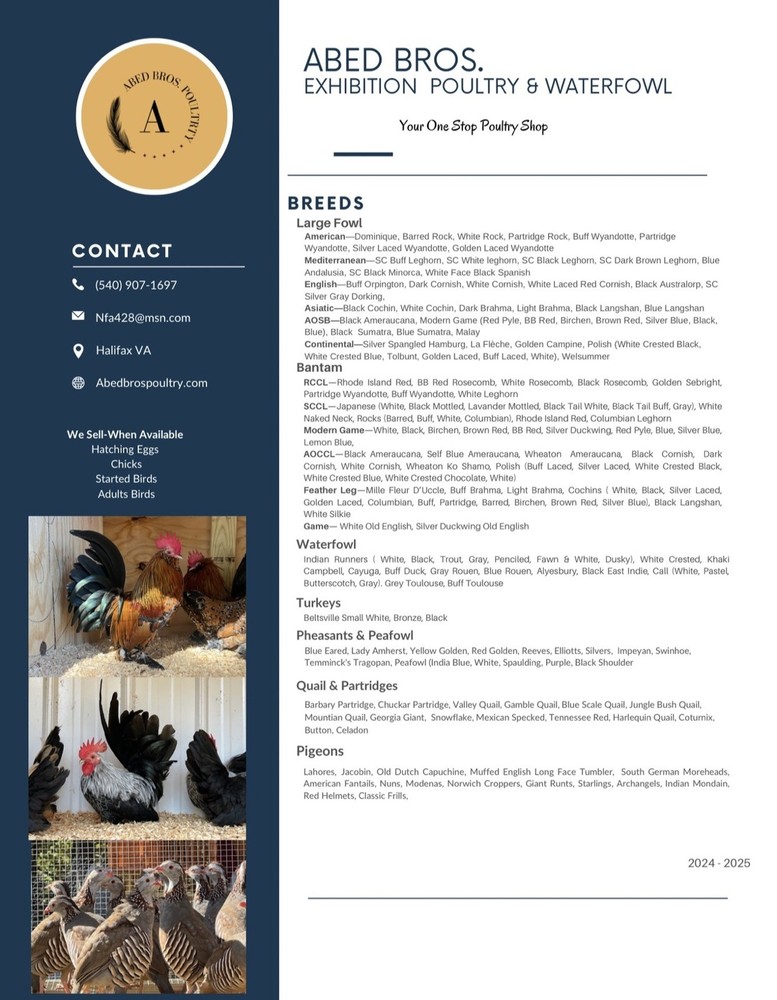 Assorted Bantam Hatching Eggs—Exhibition Line