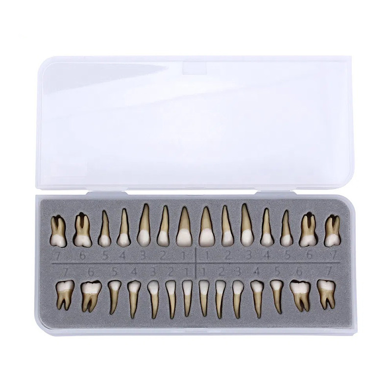 Dental 1:1 Demonstration Permanent Teeth Teach Study Model Full Mouth 28Pcs/Set