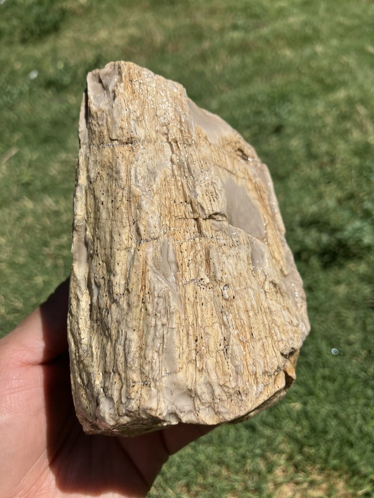 Agatized Petrified Wood (New Mexico)