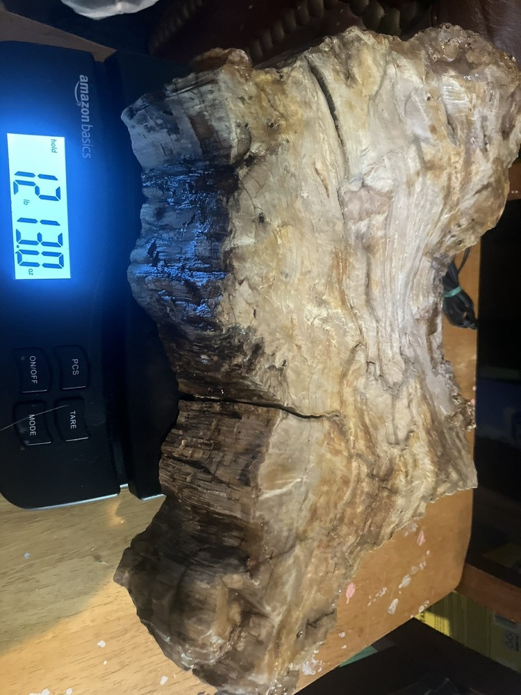 Petrified Wood Specimen