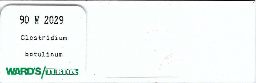 Clostridium botulinum Microscope Slide