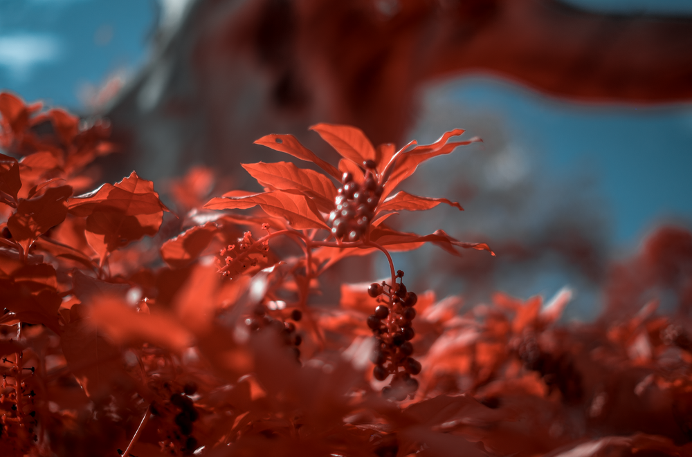 Aerochrome Filter - VisionArchitectOptics - All Sizes - IR Infrared filter EIR