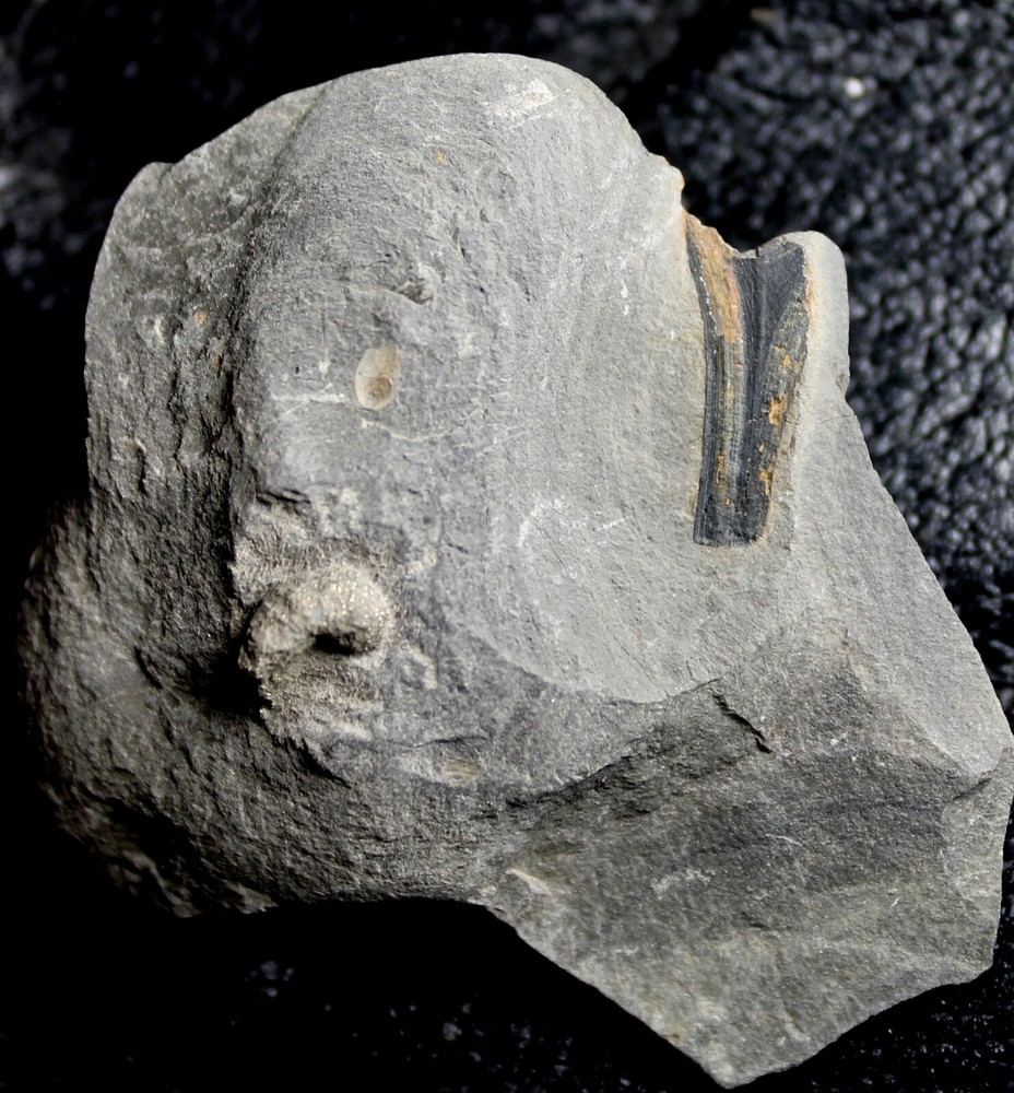 Psilophyton - Rare Devonian fossil plant