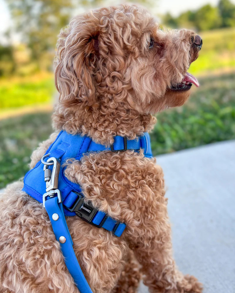 NWT Django Tahoe No Pull Dog Harness - Alpine Blue