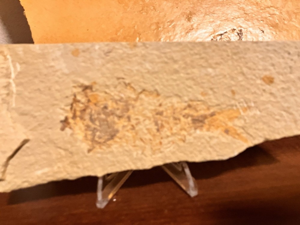 Fossil Fish Kemmerer Green River Formation, Wyoming. Bone Jumbled Fish.