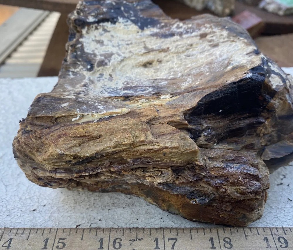 Silver Creek Junction petrified wood