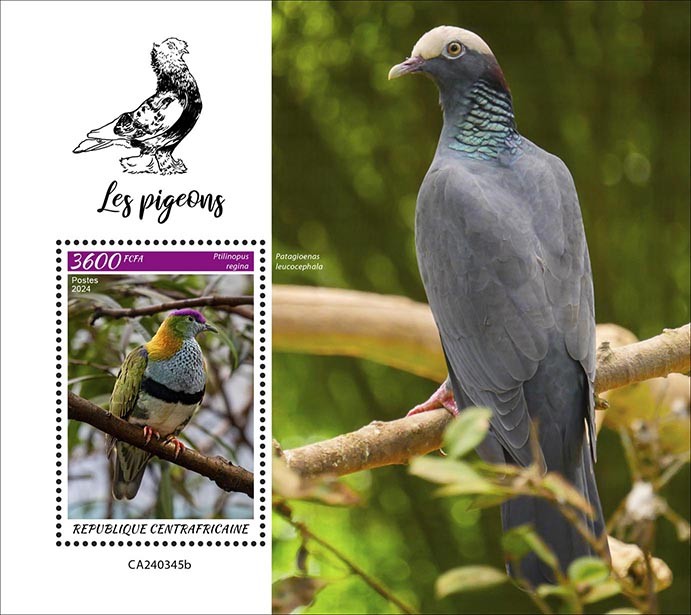 Pigeons