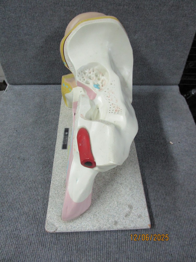 Vintage Nystrom Large Ear Teaching Model