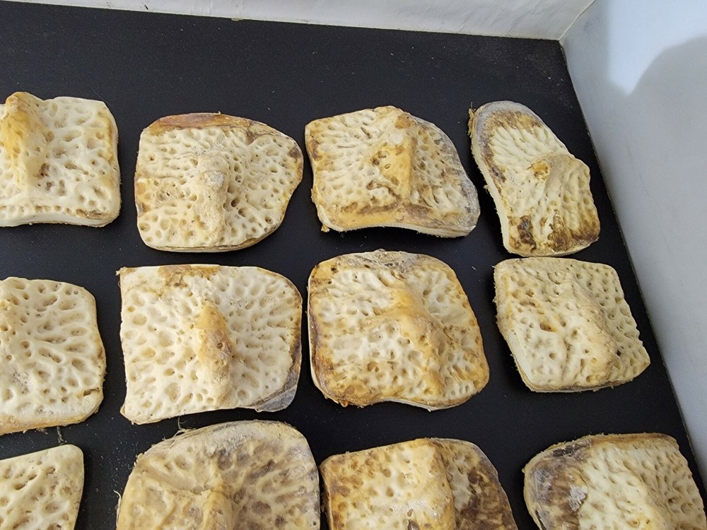 Gator Alligator Back Scute bone bones Bony scutes croc weird Osteoderms