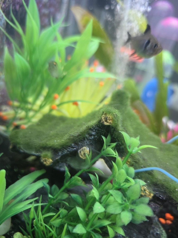 20-Gallon Complete Aquarium Setup (With Fish)