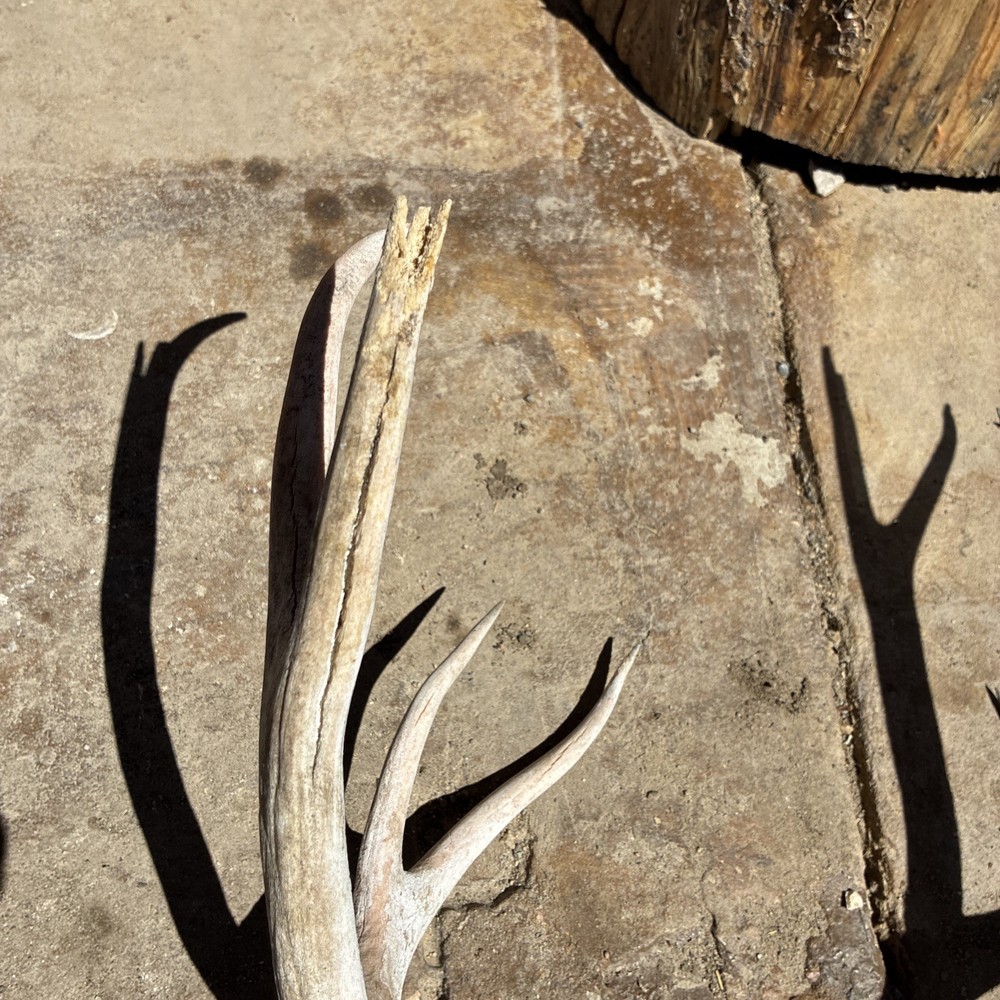 Mule Deer Skull Plate
