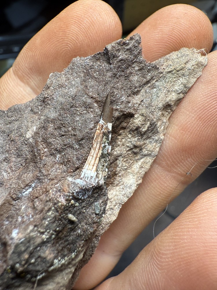 Fossil Devonian Fish Tooth