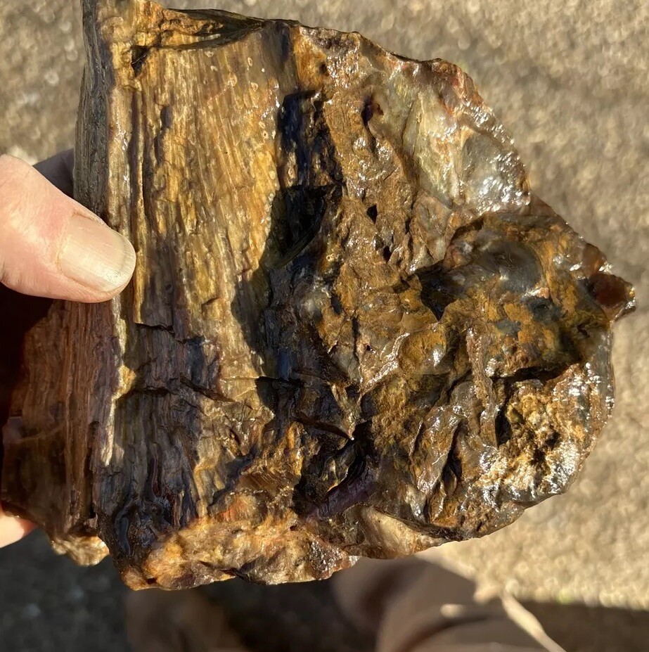 Silver Creek Junction Petrified Wood