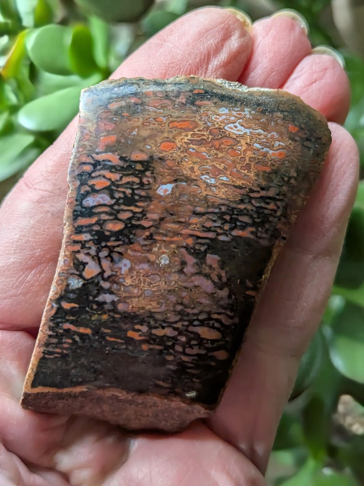 Dinosaur Bone * Polished * 3.4 oz. *