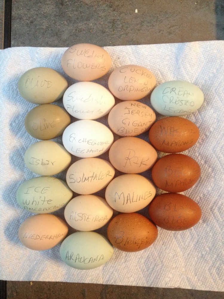 SWEDISH FLOWERS 100% PURE TYPE ( 6 ) HATCHING EGGS