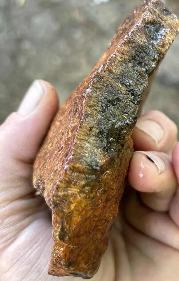 Tempskya petrified Palmwood