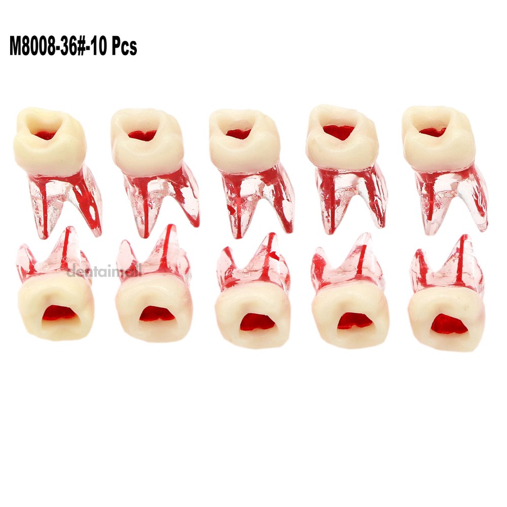 Dental RCT Molar Endo Root Canal Study Model Practice Block Pulp Cavity M8008#36