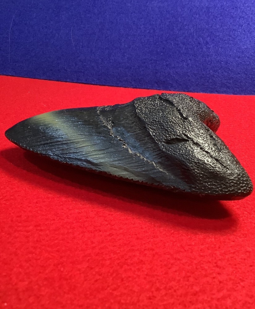 MEGALODON SHARK TOOTH REPLICA 5 1/4” FOSSIL