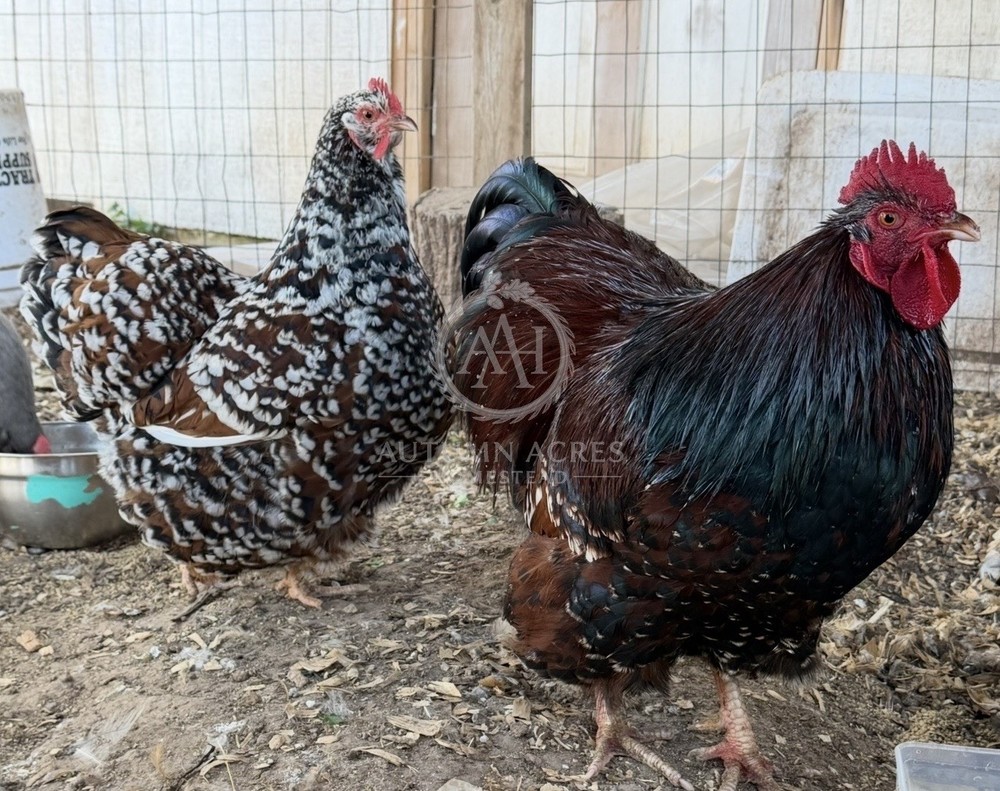 AVAILABLE! Half Dozen English Jubilee Orpington Eggs 6