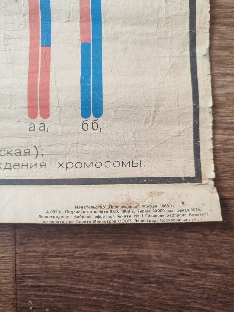 spermatogenesis and oogenesis original vintage school chart