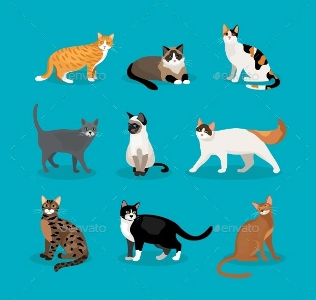 Premium Domain Names For Sale  " Cats1st.com"