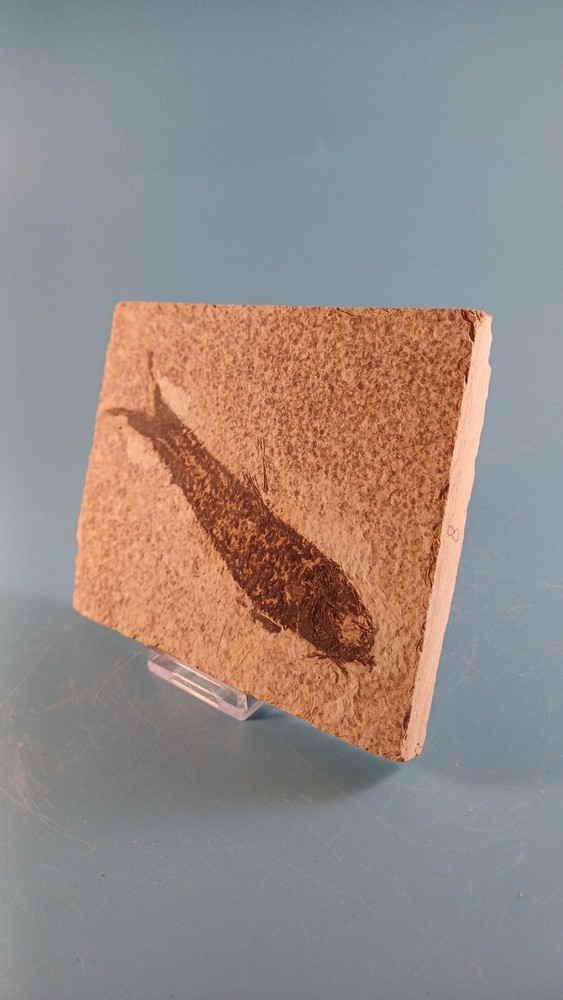 fossilised fish 50 to 30 million years old