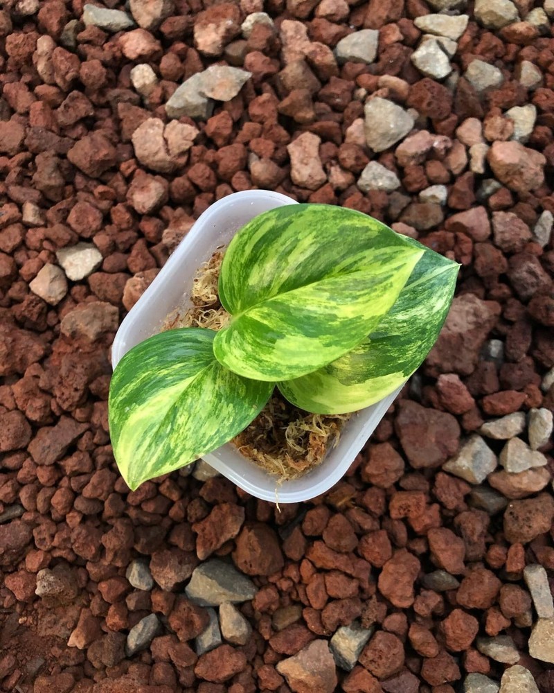 Scindapsus Treubii Moonlight yellow Variegated