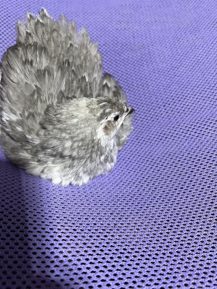 48 Mix All Rare Quail Hatching Eggs