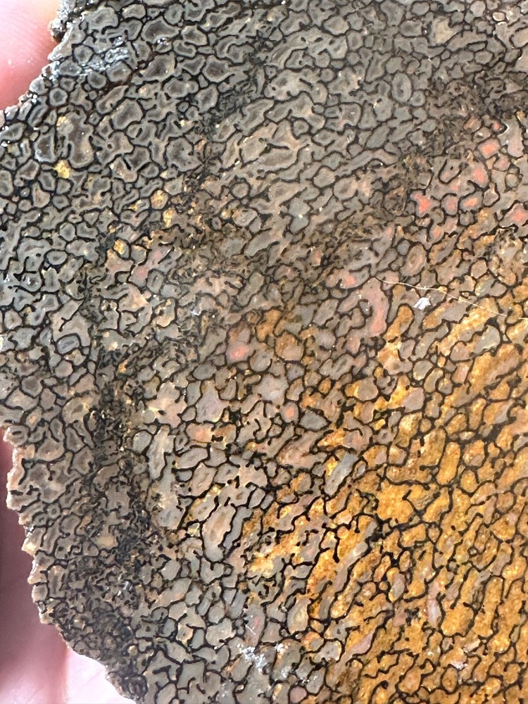 Dinosaur bone rough **hxtled slab.