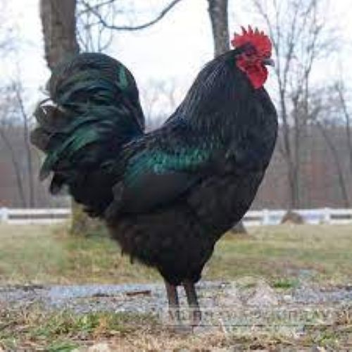 12   Black Australorp hatching eggs