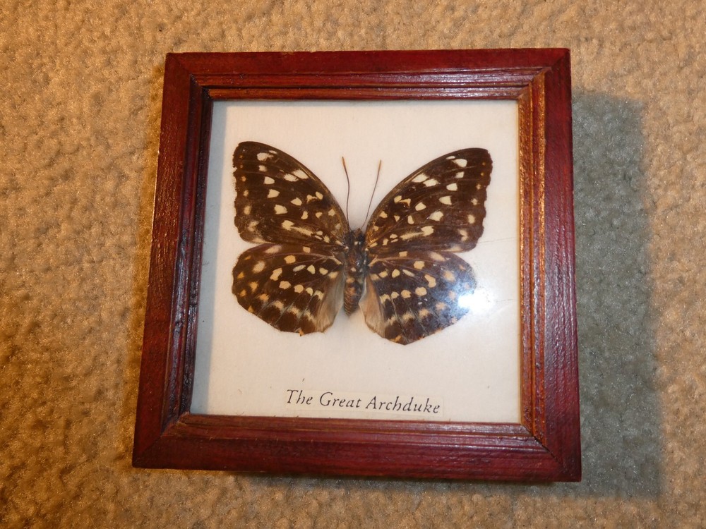 Unique Mounted and Framed Great Archduke Butterfly