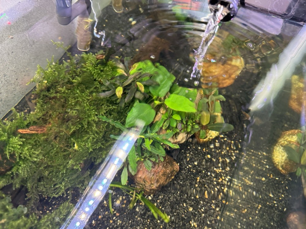Rock structure with Anubias and misc bucephalandra