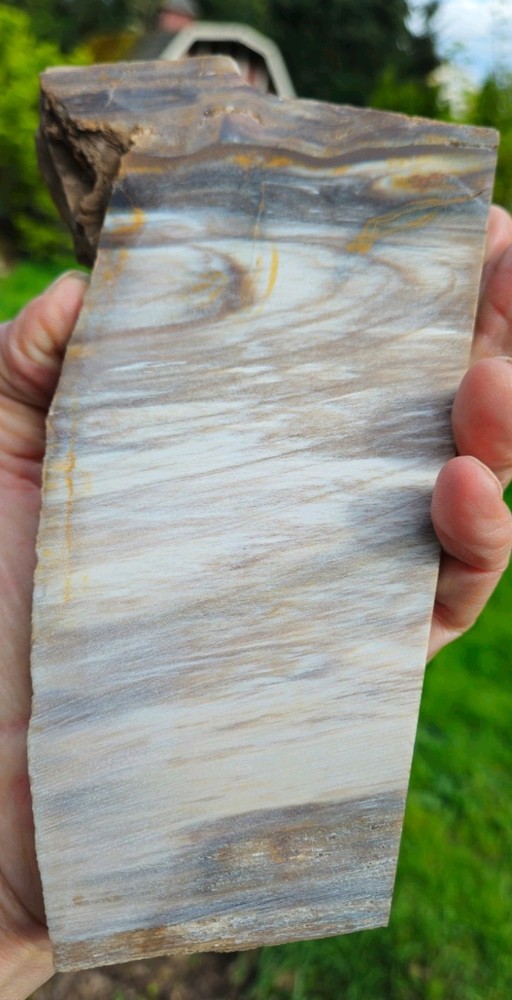 Petrified Wood Slab - Snake River Idaho