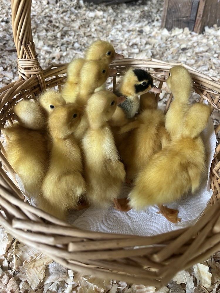 12 Indian Runner Duck Hatching Eggs (1 Doz)