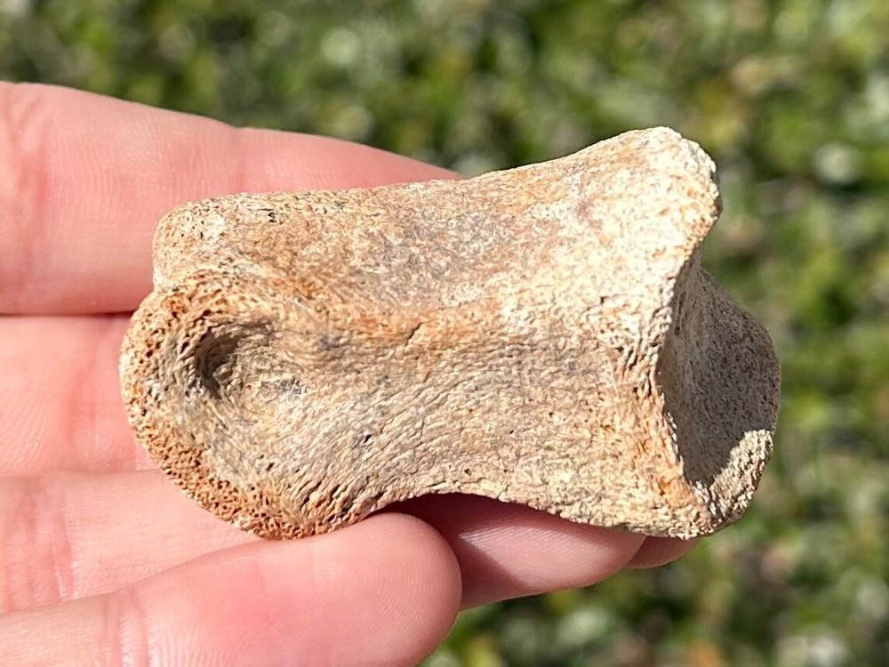 RARE Chirostenotes Raptor Dinosaur Toe Bone Digit Hell Creek Formation Theropod