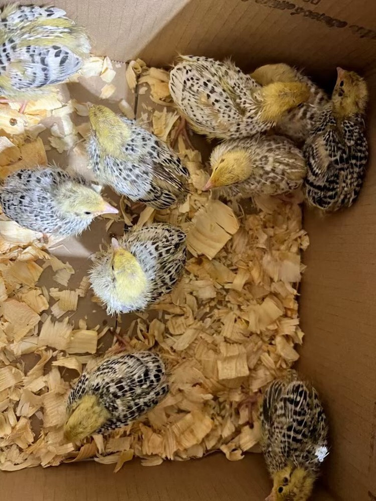 Pearl – Coturnix Quail Hatching Eggs